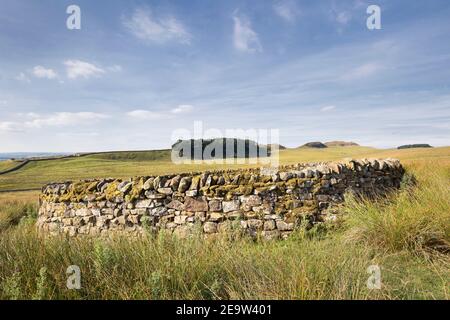 Ein Schafstall auf Ridley Common, in der Nähe von Broomlee Lough und Housesteads, Hadrian's Wall, Northumberland, Großbritannien Stockfoto