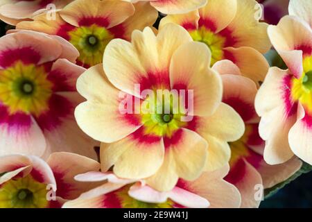 Nahaufnahme der hübschen bicolor Primrose / Primula vulgaris 'Ringo Star' blüht im Frühjahr, Großbritannien Stockfoto