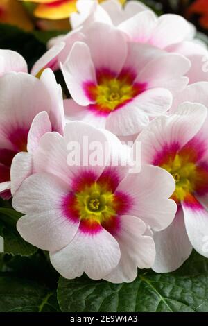 Nahaufnahme der hübschen bicolor Primrose / Primula vulgaris 'Ringo Star' blüht im Frühjahr, Großbritannien Stockfoto