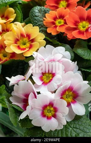 Nahaufnahme der hübschen zweifarbigen gemischten Primrose / Primula vulgaris 'Ringo Star' blüht im Frühjahr, Großbritannien Stockfoto