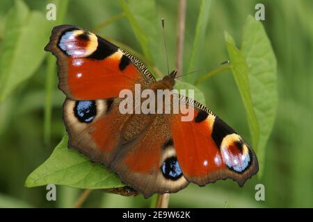 Nahaufnahme eines frischen bunten Pfau Schmetterling, Inachis io Stockfoto