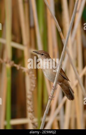 Savissänger ( Locustella luscinioides ) in seinem typischen Lebensraum, im Schilf, auf Schilf thront, beobachten, Wildnis, Europa. Stockfoto