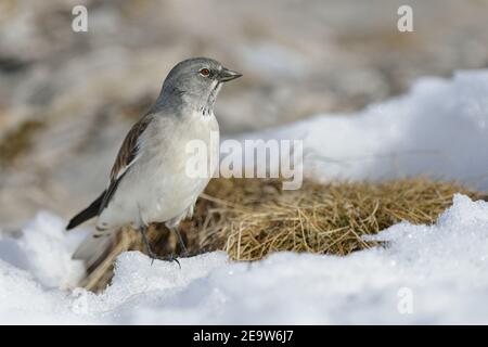 Schneefink ( Montifringilla nivalis ) in schneebedeckten Lebensraum, früh im Frühjahr, Tierwelt, Europa. Stockfoto