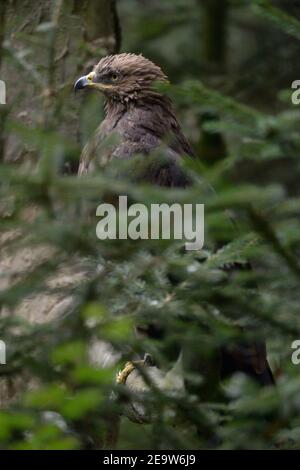 Kleiner Fleckadler ( Aquila pomarina ) thront, sitzend, versteckt in einem Baum, Nadelbaum, kleinste Adler Europas. Stockfoto