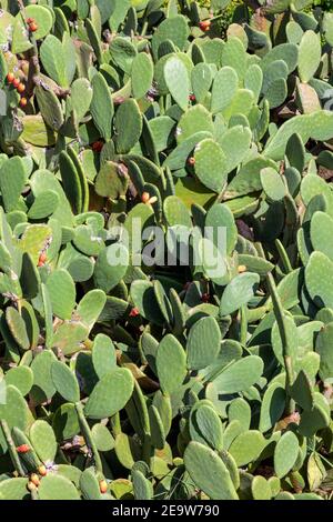 Kaktuspflanze aus stacheliger Birne opuntia, deren Knospe auf der Mittelmeerinsel Zypern als Frucht verwendet wird und allgemein als indische Feige oder Babutsa, s bekannt ist Stockfoto