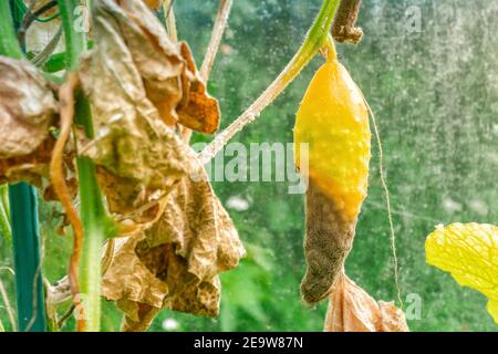 Erkrankte ausgewachsene gelbvergilbte Gurke bedeckt mit einem grauen Schimmel, der im Sommer im Gewächshaus auf dem Ast wächst. Infektion Sclerotinia von Gurken in gr Stockfoto