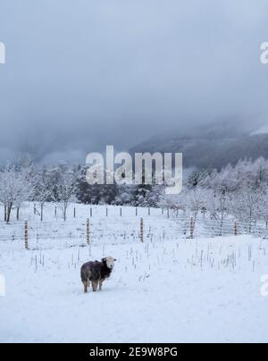 Herdwick Schafe Im Schnee Stockfoto