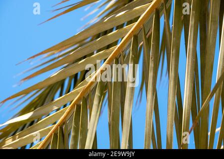 Nahaufnahme von grünen Palmenwedeln oder Blättern mit blauem Himmel. Griechenland Stockfoto