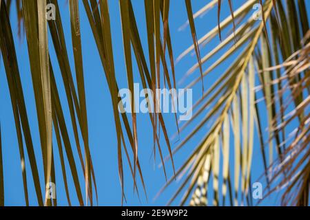 Nahaufnahme von grünen Palmenwedeln oder Blättern mit blauem Himmel. Griechenland Stockfoto