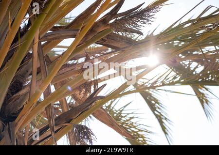 Sonne scheint durch die Zweige ' Wedel ' einer Palme, Griechenland. Stockfoto