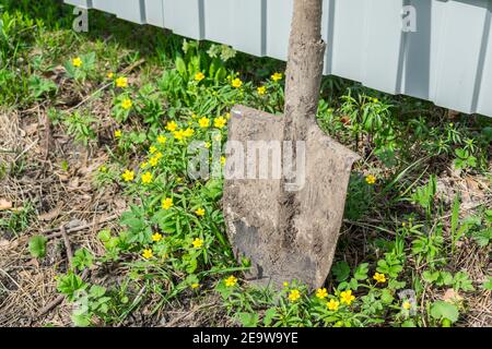 Eine landwirtschaftliche Schaufel für die Gartenarbeit, lehnte sich gegen einen Zaun im Gras Stockfoto