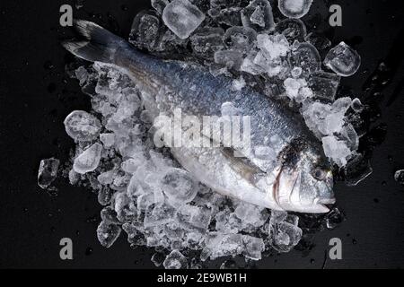 Roh frisch Bio dorado oder Seebrasse auf Eiswürfeln auf schwarzem Schiefer, Stein oder Beton Hintergrund Stockfoto