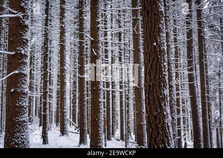 Winterwald im Winter Stockfoto