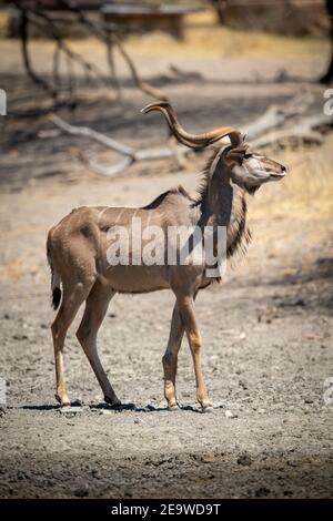 Männlicher Großkudu geht an schlammigem Wasserloch vorbei Stockfoto