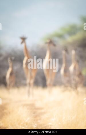 Sechs verschwommene südliche Giraffen, die zur Kamera gehen Stockfoto