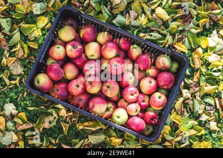 Reife rote Äpfel in Plastikkiste. Ernte Bio-Obst im Garten im Herbst. Eigenproduktion aus Obstgarten. Äpfel pflücken in der Herbstsaison Stockfoto