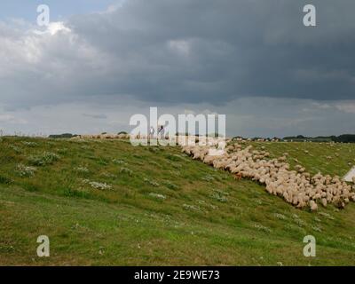 Schafschar, bewacht von zwei Schäfern und einem Schäferhund auf einem Deich der Elbe bei Tespe, Elbmarsch, Niedersachsen, Deutschland. Stockfoto