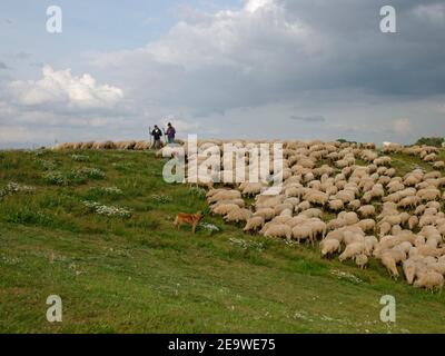 Schafschar, bewacht von zwei Schäfern und einem Schäferhund auf einem Deich der Elbe bei Tespe, Elbmarsch, Niedersachsen, Deutschland. Stockfoto
