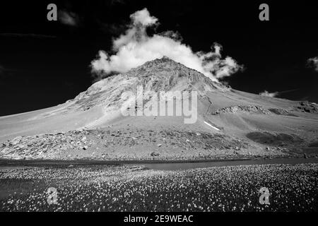 Blick auf das Grande Casse-Massiv, Wolken auf dem Gipfel. Baumwollgras (Eriophorum) Pflanzen. Feuchtgebiete. Vanoise Nationalpark. Frankreich. Schwarz-weiße Landschaft. Stockfoto