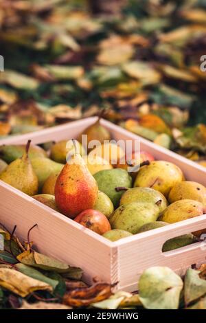 Birne in Holzkiste. Ernte Bio-Obst im Garten. Eigenproduktion im Herbst Stockfoto