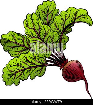 Rüben Rote Beete Gemüseholzschnitt Illustration Stock Vektor