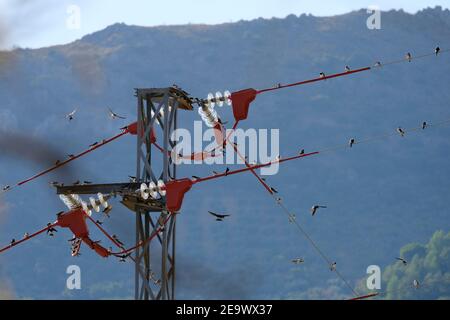 Schwalben ruhen in großer Zahl auf Stromleitungen in Südspanien auf ihrer langen Migration nach Südafrika. Sierras Subbeticas, Andalusien, Spanien. Stockfoto