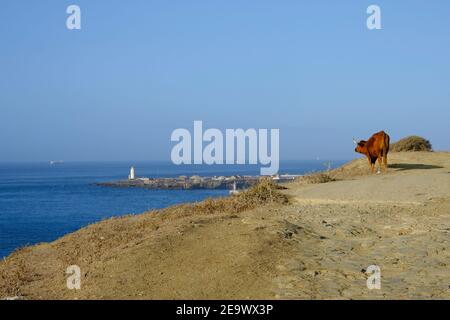 Wilde Viehweiden auf einem hohen Punkt über dem Hafen von Tarifa, Tarifa, Provinz Cadiz, Andalusien, Spanien Stockfoto