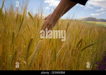 Die Hand des Mädchens berührt reife Ähren aus Weizen. Stockfoto