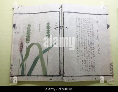 Naturhistorische Pflanzenalben 21, Gräser, von Iwasaki Kan'en (1786-1842), illustriert von Baba Daisuke (1785-1868) et al - Stockfoto