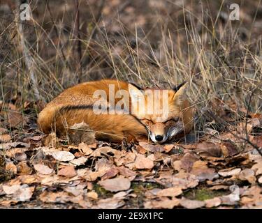 Rotfuchs im Wald ruht auf braunen Herbstblättern in seiner Umgebung und Lebensraum, zeigt Fuchsschwanz, Fuchspelz. Fox-Bild. Bild. Hochformat. Fox S Stockfoto