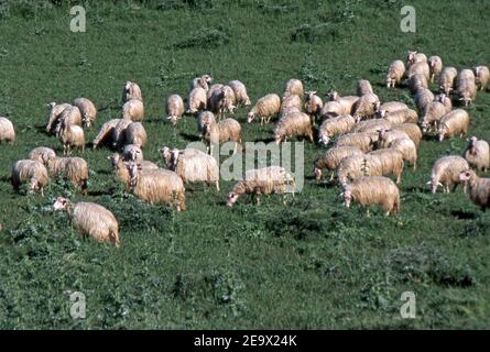 Grasende Schafe in der sardinischen Landschaft (gescannt von Farblider) Stockfoto