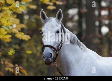 Weißes Pferd Porträt im Herbstwald Stockfoto