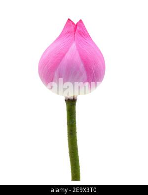 Lotus isoliert auf weißem Hintergrund. Stockfoto