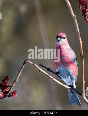 Pine Grosbeak Nahaufnahme Profil Ansicht, auf einem Hirschhorn sumac Baum mit einem verschwommenen Hintergrund in seiner Umgebung und Lebensraum mit roten Federn thront. Stockfoto