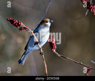 Grosbeak close-up Profil Ansicht, auf einem Hirsch Horn sumac Baum mit einem verschwommenen Hintergrund und rote Frucht auf Zweig in seiner Umgebung und Lebensraum thront. Bild. Stockfoto
