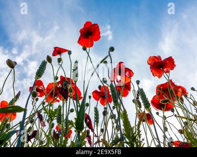 Feld von roten Mohnblumen im Sommer ist der Mohnblume eine blühende Pflanze in der Unterfamilie Papaveroideae der Familie Papaveraceae. Stockfoto