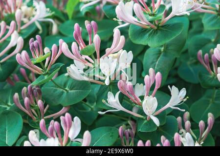 Perfoliate Geißblatt (Lonicera caprifolium) blüht im Sommergarten Stockfoto