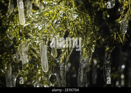 Eiszapfen auf den grünen Zweigen des Eibenbusches. Gefrorenes Wasser auf den Nadeln des Strauch. Winter in Polen. Makrofotografie. Natur aus der Nähe. Stockfoto