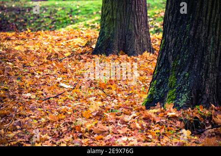 Gefallene gelbe und rote Herbstblätter verstreut auf dem Boden in park zwischen Baumstämmen Stockfoto