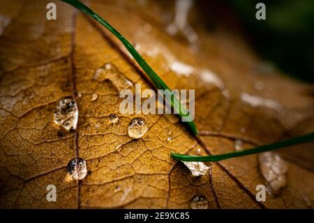 Makro-Bild von Eichenbaum Blatt mit Wassertropfen bedeckt Und Grashalme Stockfoto