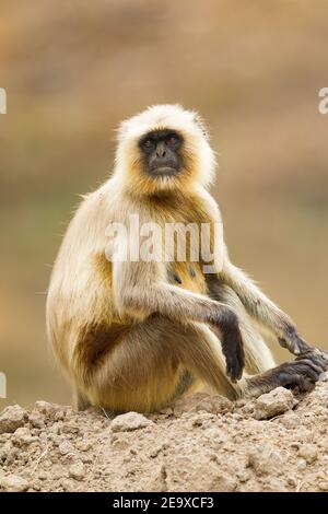 Graue Langur (Semnopithecus entellus), Hanuman langer Stockfoto