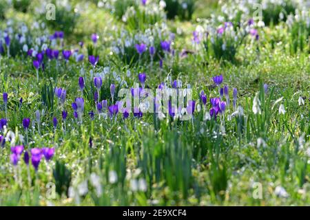 Wells Somerset, Großbritannien. Februar 2021, 06th. An einem sehr sanften und milden Tag in Wells im Bischofspalast werden Crocus und Snowdrops in ihren Arboretum-Gärten voller Blüte gesehen. Bild: Robert Timoney/Alamy Live News Stockfoto
