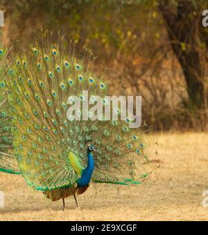 Indischen Pfauen (Pavo Cristatus) Stockfoto
