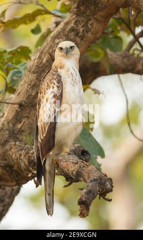 Crested Hawk Eagle (Nisaetus cirrhatus) Stockfoto