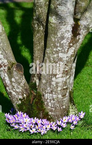Wells Somerset, Großbritannien. Februar 2021, 06th. An einem sehr sanften und milden Tag in Wells im Bischofspalast werden Crocus und Snowdrops in ihren Arboretum-Gärten voller Blüte gesehen. Bild: Robert Timoney/Alamy Live News Stockfoto
