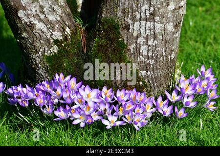 Wells Somerset, Großbritannien. Februar 2021, 06th. An einem sehr sanften und milden Tag in Wells im Bischofspalast werden Crocus und Snowdrops in ihren Arboretum-Gärten voller Blüte gesehen. Bild: Robert Timoney/Alamy Live News Stockfoto