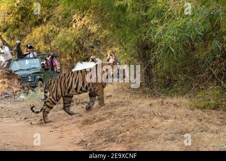 Tiger (Panthera tigris) Zu Fuß auf Parkstraße mit Parkfahrzeugen im Hintergrund Stockfoto