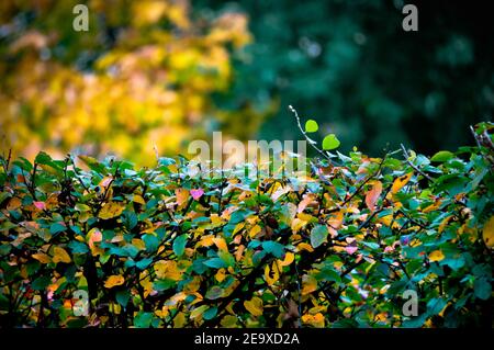 Hintergrund der ordentlich gepflegten Büsche mit bunten Blättern in bedeckt Herbst Stockfoto