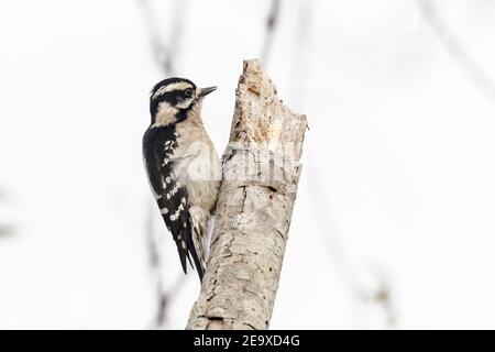 Dowy Specht, Dryobates pubescens, Erwachsene weibliche Fütterung auf Baumstamm, Florida, USA, 2. März 2012 Stockfoto