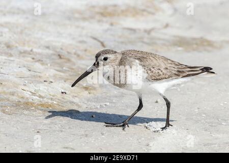 dunlin, Calidris alpina, Wandern am Sandstrand, Florida, USA Stockfoto